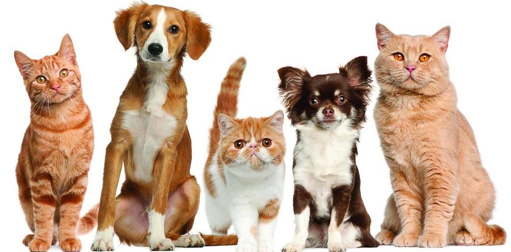 Доска объявлений о животных | ЗооТом - продажа, вязка и услуги для животных в Гаджиево