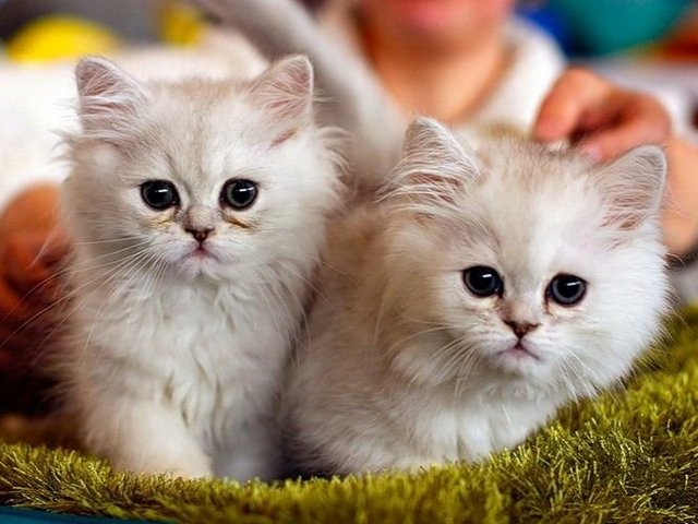 Породы кошек в Гаджиево | ЗооТом портал о животных
