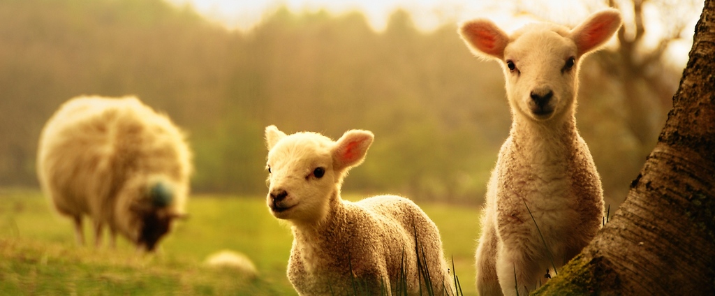Объявления о сельскохозяйственных животных | ЗооТом - продажа, вязка и услуги для животных в Гаджиево