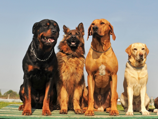 Крупные породы собак в Гаджиево | ЗооТом портал о животных